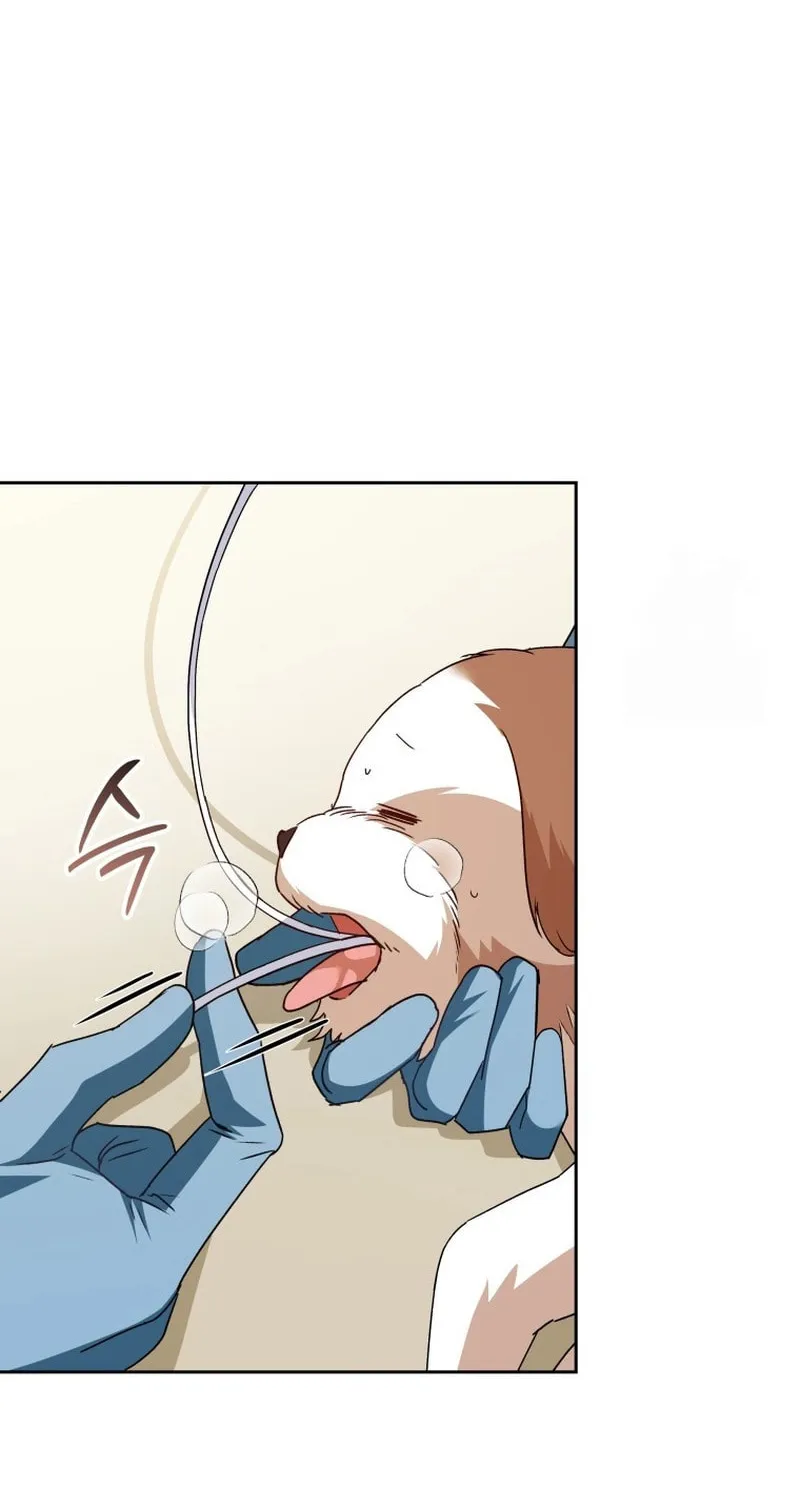 Veterinarian! Hello? Chapter 80 page 47 - 