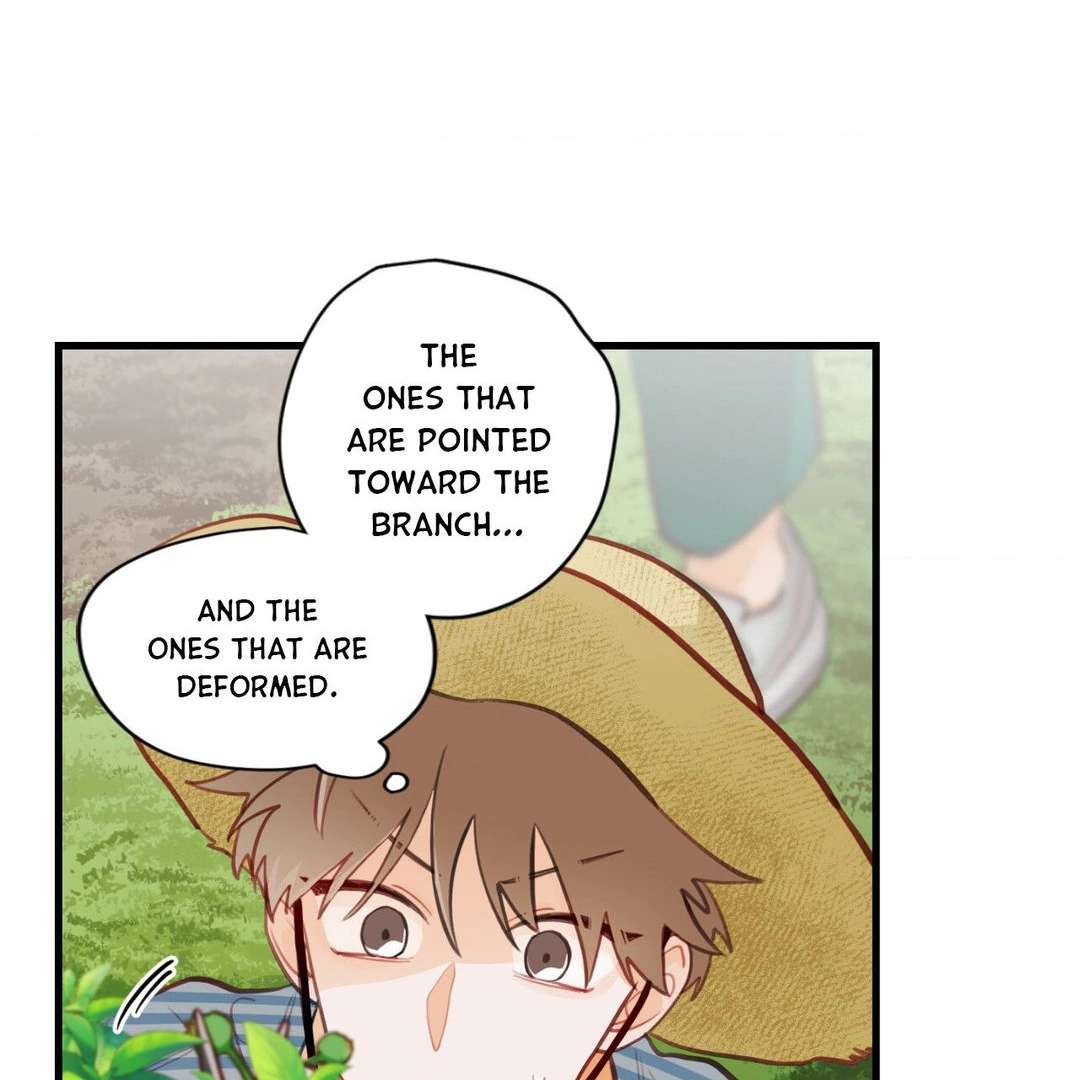 When Pear Blossoms Bloom Chapter 16 page 57 - 